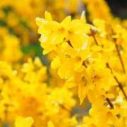 ヒメ日記 2025/04/11 04:04 投稿 ひかり 美熟女倶楽部Hip's 春日部店