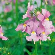 ヒメ日記 2025/04/12 08:26 投稿 ひかり 美熟女倶楽部Hip's 春日部店