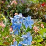 ヒメ日記 2025/04/14 04:14 投稿 ひかり 美熟女倶楽部Hip's 春日部店