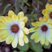 ヒメ日記 2025/04/17 05:14 投稿 ひかり 美熟女倶楽部Hip's 春日部店