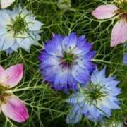 ヒメ日記 2025/04/18 05:14 投稿 ひかり 美熟女倶楽部Hip's 春日部店