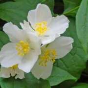 ヒメ日記 2025/04/28 04:24 投稿 ひかり 美熟女倶楽部Hip's 春日部店