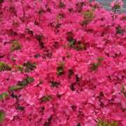 ヒメ日記 2025/04/29 08:24 投稿 ひかり 美熟女倶楽部Hip's 春日部店