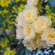 ヒメ日記 2025/04/30 03:44 投稿 ひかり 美熟女倶楽部Hip's 春日部店