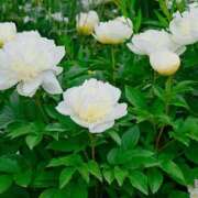 ヒメ日記 2025/05/02 03:44 投稿 ひかり 美熟女倶楽部Hip's 春日部店