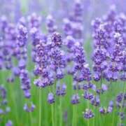 ヒメ日記 2025/05/03 05:44 投稿 ひかり 美熟女倶楽部Hip's 春日部店