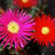 ヒメ日記 2025/05/08 04:14 投稿 ひかり 美熟女倶楽部Hip's 春日部店