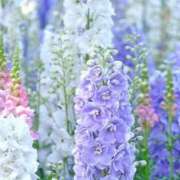 ヒメ日記 2025/05/10 03:44 投稿 ひかり 美熟女倶楽部Hip's 春日部店