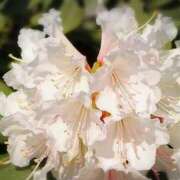 ヒメ日記 2025/05/15 03:54 投稿 ひかり 美熟女倶楽部Hip's 春日部店