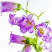 ヒメ日記 2025/05/16 05:04 投稿 ひかり 美熟女倶楽部Hip's 春日部店