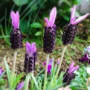 ヒメ日記 2025/05/19 06:54 投稿 ひかり 美熟女倶楽部Hip's 春日部店