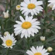 ヒメ日記 2025/05/26 08:14 投稿 ひかり 美熟女倶楽部Hip's 春日部店