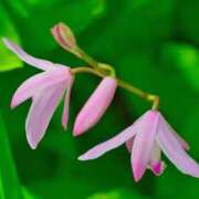 ヒメ日記 2025/05/31 07:34 投稿 ひかり 美熟女倶楽部Hip's 春日部店