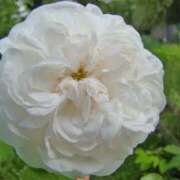 ヒメ日記 2025/06/01 03:34 投稿 ひかり 美熟女倶楽部Hip's 春日部店