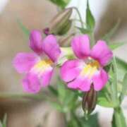 ヒメ日記 2025/06/02 06:04 投稿 ひかり 美熟女倶楽部Hip's 春日部店