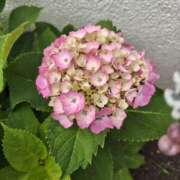 ヒメ日記 2025/06/09 10:52 投稿 ひかり 美熟女倶楽部Hip's 春日部店