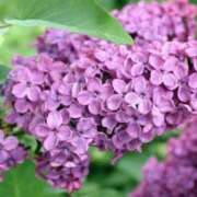 ヒメ日記 2025/06/11 06:14 投稿 ひかり 美熟女倶楽部Hip's 春日部店