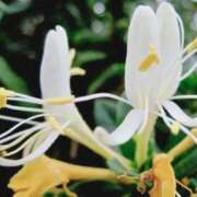 ヒメ日記 2025/06/17 03:44 投稿 ひかり 美熟女倶楽部Hip's 春日部店