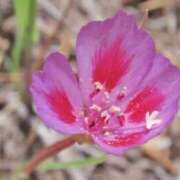 ヒメ日記 2025/06/18 03:54 投稿 ひかり 美熟女倶楽部Hip's 春日部店