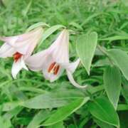 ヒメ日記 2025/06/24 03:54 投稿 ひかり 美熟女倶楽部Hip's 春日部店