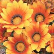 ヒメ日記 2025/06/26 03:54 投稿 ひかり 美熟女倶楽部Hip's 春日部店