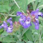 ヒメ日記 2025/06/30 05:24 投稿 ひかり 美熟女倶楽部Hip's 春日部店