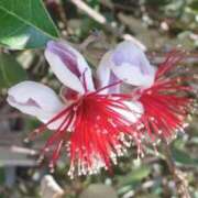 ヒメ日記 2025/07/01 03:54 投稿 ひかり 美熟女倶楽部Hip's 春日部店