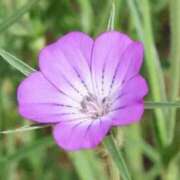 ヒメ日記 2025/07/03 03:34 投稿 ひかり 美熟女倶楽部Hip's 春日部店