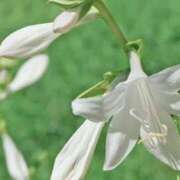 ヒメ日記 2025/07/07 07:04 投稿 ひかり 美熟女倶楽部Hip's 春日部店