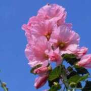 ヒメ日記 2025/07/08 04:04 投稿 ひかり 美熟女倶楽部Hip's 春日部店