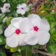 ヒメ日記 2025/07/16 04:04 投稿 ひかり 美熟女倶楽部Hip's 春日部店