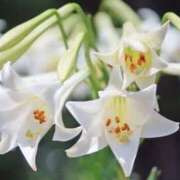 ヒメ日記 2025/07/20 10:14 投稿 ひかり 美熟女倶楽部Hip's 春日部店