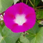 ヒメ日記 2025/07/24 04:04 投稿 ひかり 美熟女倶楽部Hip's 春日部店