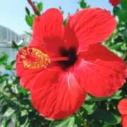 ヒメ日記 2025/07/25 04:44 投稿 ひかり 美熟女倶楽部Hip's 春日部店