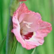 ヒメ日記 2025/07/26 04:04 投稿 ひかり 美熟女倶楽部Hip's 春日部店