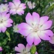 ヒメ日記 2025/07/28 03:44 投稿 ひかり 美熟女倶楽部Hip's 春日部店