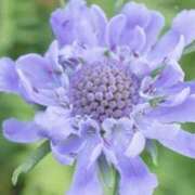 ヒメ日記 2025/07/30 07:04 投稿 ひかり 美熟女倶楽部Hip's 春日部店