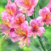 ヒメ日記 2025/08/01 03:34 投稿 ひかり 美熟女倶楽部Hip's 春日部店