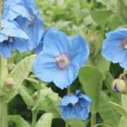 ヒメ日記 2025/08/04 03:54 投稿 ひかり 美熟女倶楽部Hip's 春日部店