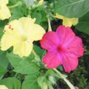 ヒメ日記 2025/08/05 04:04 投稿 ひかり 美熟女倶楽部Hip's 春日部店