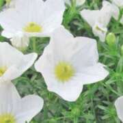 ヒメ日記 2025/08/06 04:24 投稿 ひかり 美熟女倶楽部Hip's 春日部店