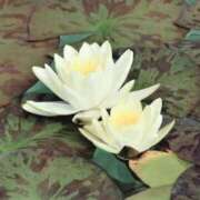 ヒメ日記 2025/08/08 03:04 投稿 ひかり 美熟女倶楽部Hip's 春日部店