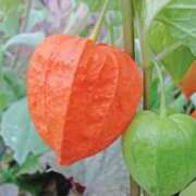 ヒメ日記 2025/08/12 02:54 投稿 ひかり 美熟女倶楽部Hip's 春日部店