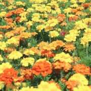 ヒメ日記 2025/08/15 04:24 投稿 ひかり 美熟女倶楽部Hip's 春日部店