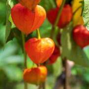 ヒメ日記 2025/08/17 10:14 投稿 ひかり 美熟女倶楽部Hip's 春日部店