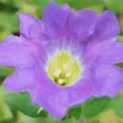 ヒメ日記 2025/08/19 07:14 投稿 ひかり 美熟女倶楽部Hip's 春日部店