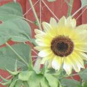 ヒメ日記 2025/08/25 04:54 投稿 ひかり 美熟女倶楽部Hip's 春日部店