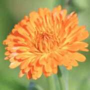 ヒメ日記 2025/08/29 04:54 投稿 ひかり 美熟女倶楽部Hip's 春日部店