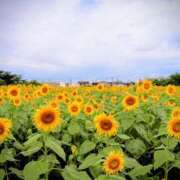 ヒメ日記 2025/09/03 05:04 投稿 ひかり 美熟女倶楽部Hip's 春日部店