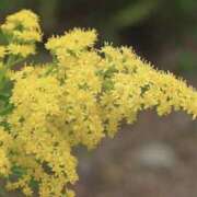 ヒメ日記 2025/09/04 04:14 投稿 ひかり 美熟女倶楽部Hip's 春日部店